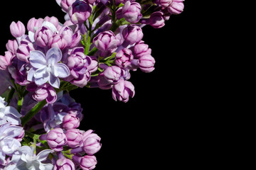 Beautiful purple lilac flowers isolate on black background. Lilac flowers on the branches
