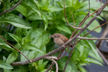 Wren with insects in its beak with green leaves in the background