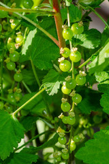 Branches of a bush with clusters of unripe white currant fruit