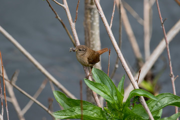 Wren with insects in its beak