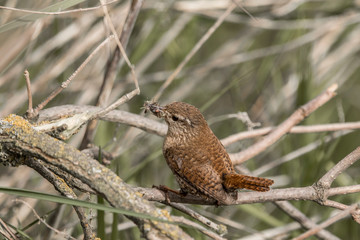 Wren with insects in its beak