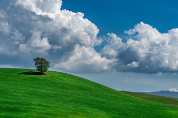 Landscape with trees in Tuscany, Italy
