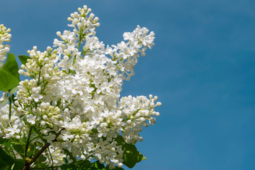 Beautiful white lilac flowers outdoors. Lilac flowers on the branches
