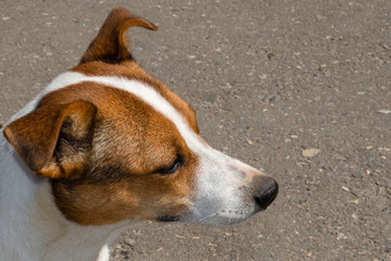 Close up face of Jack Russel Terrier