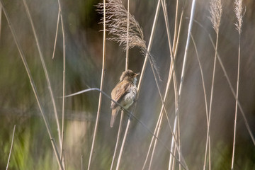 Reed Warbler posed in its natural habitat