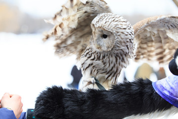 winter grey owl sits hunched, a close plan, portrait