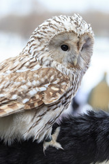 Fototapeta premium winter grey owl sits hunched, a close plan, portrait