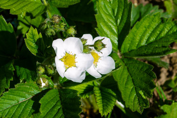 The blossoming strawberry. Green vegetable background horizontally. Rosaceae Family. Fragaria.