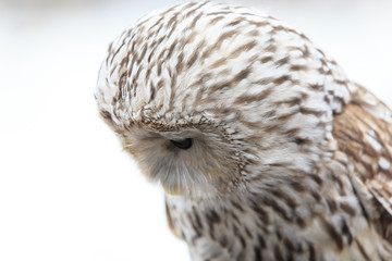 winter grey owl sits hunched, a close plan, portrait