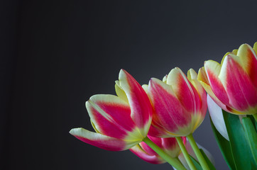 Bouquet of tulips on a dark background