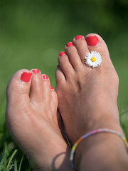 Naklejka premium A lady has her feet crossed with red painted toe nails and a single daisy between her toes in summer sun ina relaxed manner.Portrait view.tony skerl