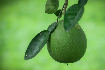 Pomelo fruit hanging on the tree and Beautiful Blur Background in Bangladeshi Jambura or Batabinebu