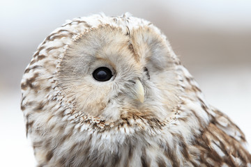 winter grey owl sits hunched, a close plan, portrait