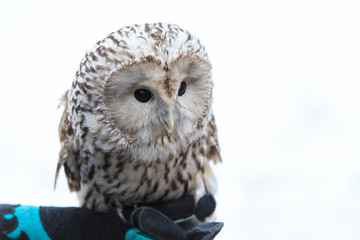 winter grey owl sits hunched, a close plan, portrait