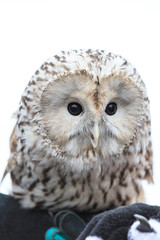 winter grey owl sits hunched, a close plan, portrait