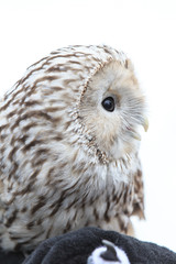 Fototapeta premium winter grey owl sits hunched, a close plan, portrait