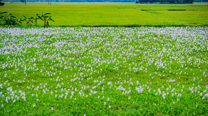 water hyacinth flower natural green field in Bangladesh