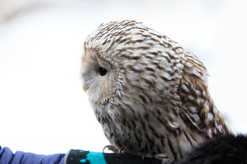 winter grey owl sits hunched, a close plan, portrait