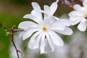 Horizontal closeup of wide open blooming white magnolia flower with soft focus floral background in spring, Quebec City, Quebec, Canada