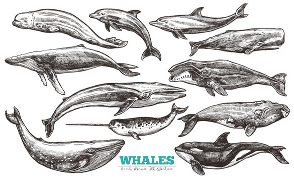 Whales sketch set. Big collection of different hand drawn whales and dolphins in engraving style. Zoological illustration of ocean mammals