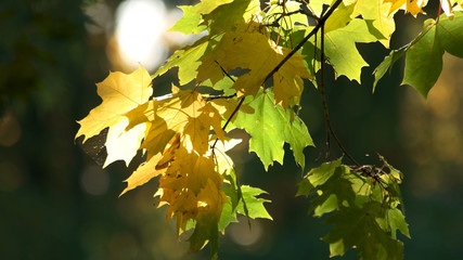 Green maple branch in sunshine close up. Autumn foliage under sunlight. Nature in fall season.