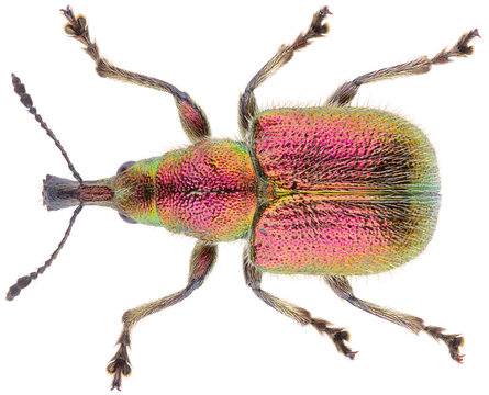 Rhynchites auratus is a genus of weevils in the family Attelabidae. Isolated weevil on white background. Dorsal view of weevil beetle.
