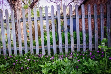 lilac flowers under the fence, purple color, periwinkle
