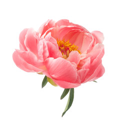 beautiful pink peony flower isolated on white background © vetre
