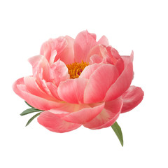beautiful pink peony flower isolated on white background © vetre