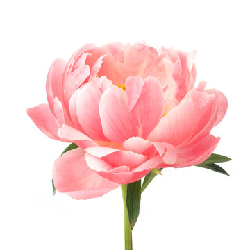 beautiful pink peony flower isolated on white background