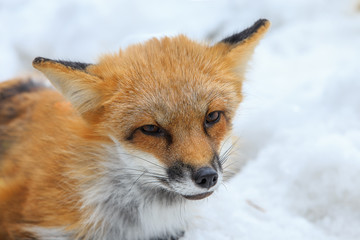 shabby red Fox after winter sitting in the snow, portrait