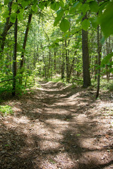 Fototapeta premium Dappled Sunlight on the Forest Path