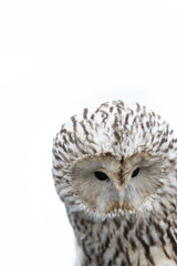 Great grey owl the owl is sitting on the man's hand.