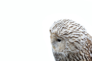 Great grey owl the owl is sitting on the man's hand.