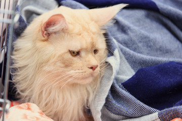 red cat of them sitting in a cage