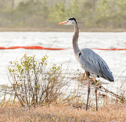 Bird Photography-Great Blue Heron, Ardea herodias