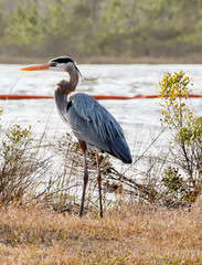 Bird Photography-Great Blue Heron, Ardea herodias