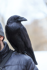 Raven sits on a shoulder