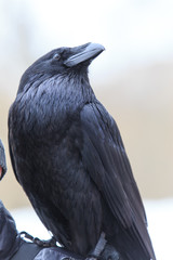 Raven sits on a shoulder
