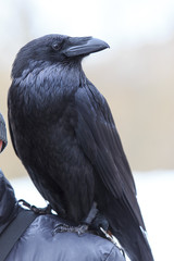 Raven sits on a shoulder