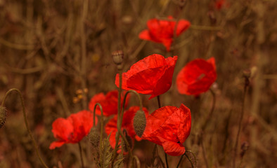 Fototapeta na wymiar Flowers Red poppies bloom in the wild field. Beautiful field red poppies with selective focus, soft light. Natural Drugs - Opium Poppy. Glade of red wildflowers