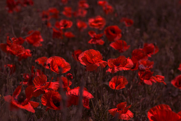 Flowers Red poppies bloom in the wild field. Beautiful field red poppies with selective focus, soft light. Natural Drugs - Opium Poppy. Glade of red wildflowers - obrazy, fototapety, plakaty
