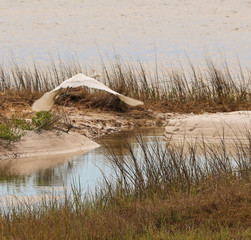 Bird Photogrphay-Great White Egret, Ardea alba