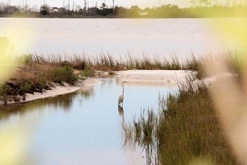 Bird Photogrphay-Great White Egret, Ardea alba