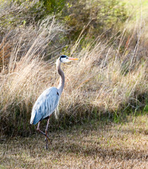 Naklejka premium Bird Photography-Great Blue Heron, Ardea herodias