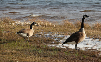 Obraz na płótnie Canvas Bird Photography-Canadian Goose, Branta canadensis