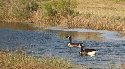 Bird Photography-Canadian Goose, Branta canadensis © Brian J. Simpson