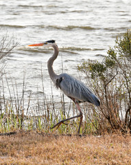 Bird Photography-Great Blue Heron, Ardea herodias