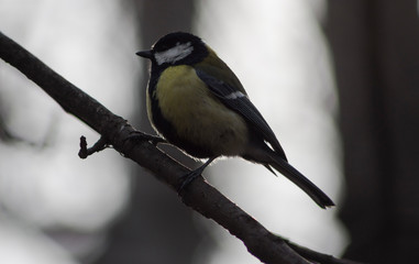 Titmouse sitting on a branch
