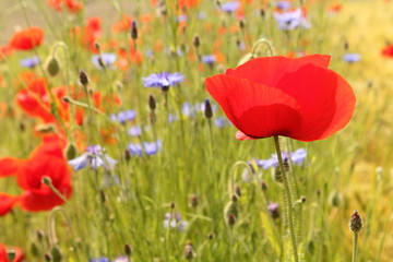 Naklejka premium a red poppy closeup in the field margin with cornflowers and rye